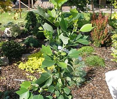 tulipánovník - Liriodendron tulipifera 'Ardis'