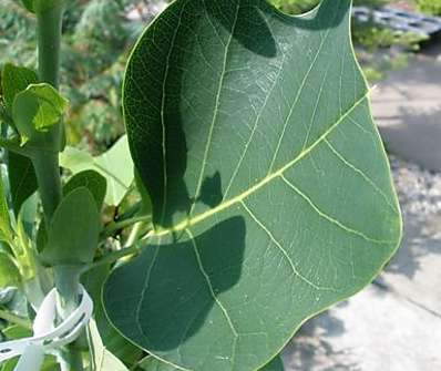 tulipánovník - Liriodendron tulipifera 'Ardis'