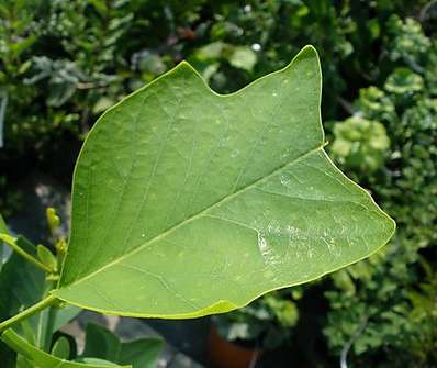 tulipánovník - Liriodendron tulipifera 'Ardis'