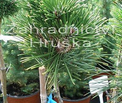 Borovice - Pinus leucodermis 'Schmidtii'. KM