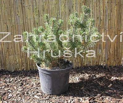 Borovice - Pinus mugo 'Humpy'