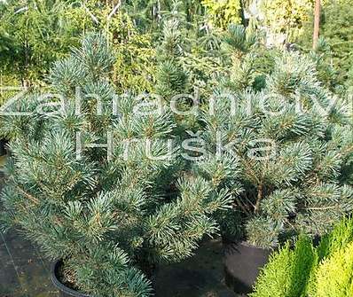 Borovice - Pinus sylvestris 'Watererii'