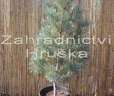 Borovice - Pinus sylvestris 'Watererii'