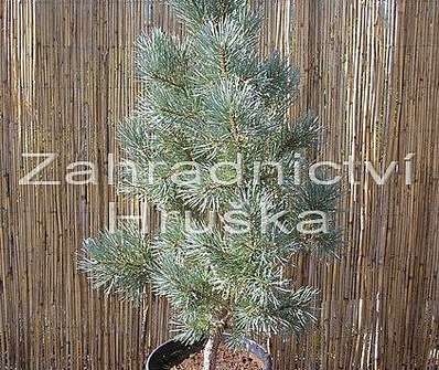 Borovice - Pinus sylvestris 'Watererii'