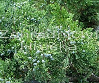 jalovec - Juniperus sabina