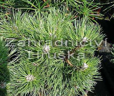borovice - Pinus nigra 'Globosa'