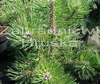 borovice - Pinus nigra 'Globosa'