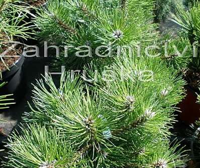 borovice - Pinus nigra 'Globosa'