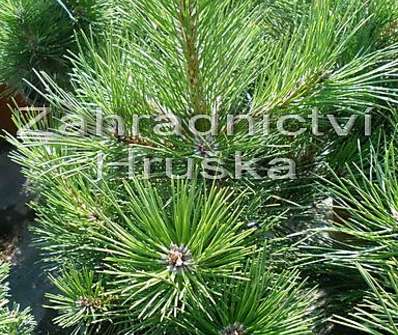 borovice - Pinus nigra 'Globosa'