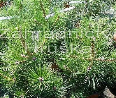 borovice - Pinus nigra 'Globosa'