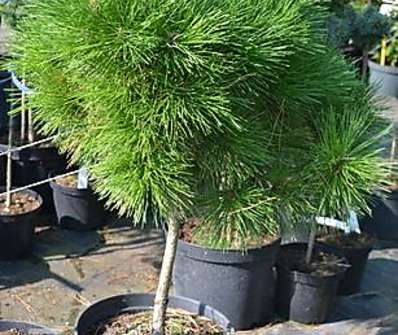 Borovice - Pinus nigra 'Compacta' KM