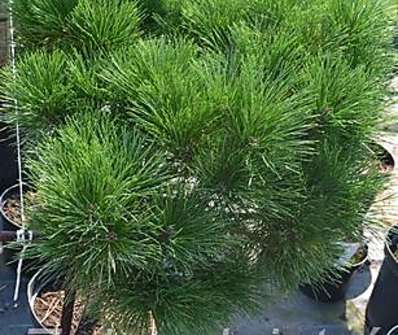 Borovice - Pinus nigra 'Compacta' KM