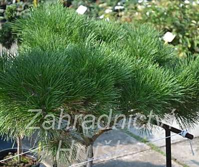 Borovice - Pinus nigra 'Compacta' KM