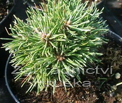 borovice - Pinus uncinata 'Ježek'