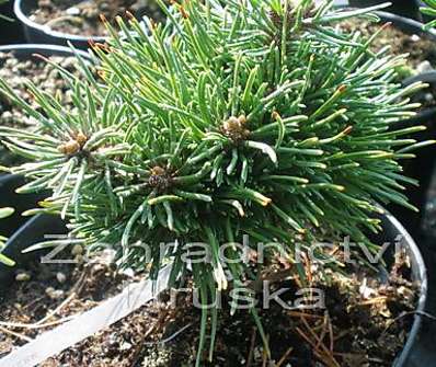 borovice - Pinus uncinata 'Ježek'
