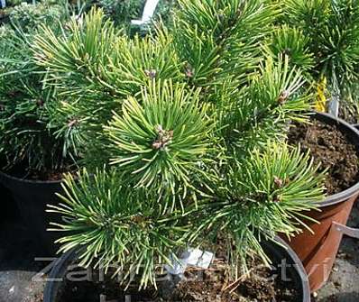 borovice - Pinus mugo 'Ophir'