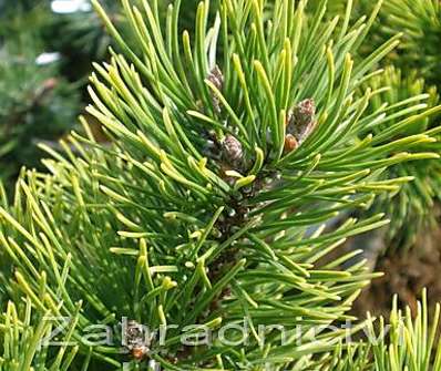 borovice - Pinus mugo 'Ophir'