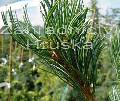 Borovice - Pinus parviflora 'Glauca'
