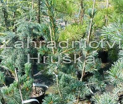 Borovice - Pinus parviflora 'Glauca'