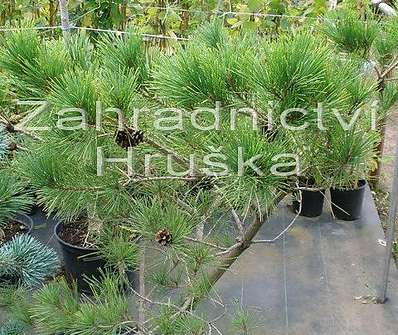 borovice - Pinus densiflora 'Umbraculifera'