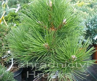 borovice - Pinus nigra 'Hornibroockiana'