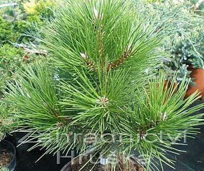 borovice - Pinus nigra 'Hornibroockiana'