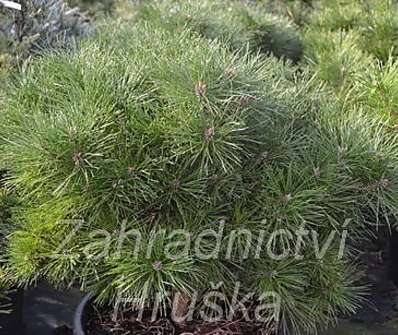 borovice - Pinus nigra 'Bambino'