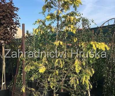 metasekvoj - Metasequoia glypt. 'Goldrush'