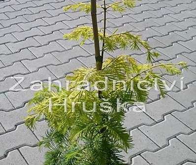 metasekvoj - Metasequoia glypt. 'Goldrush'