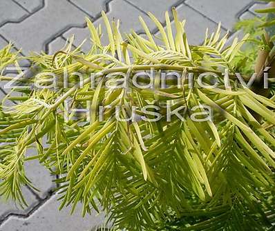 metasekvoj - Metasequoia glypt. 'Goldrush'