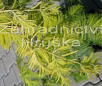 metasekvoj - Metasequoia glypt. 'Goldrush'
