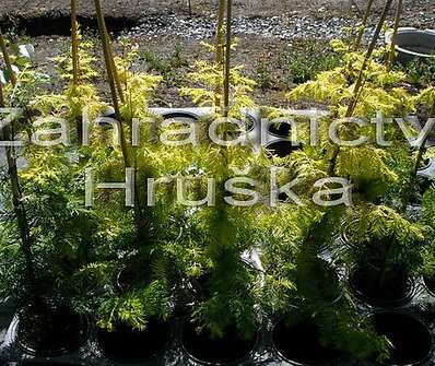 metasekvoj - Metasequoia glypt. 'Goldrush'