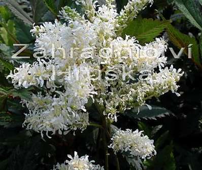 Astilbe japonica Ellie