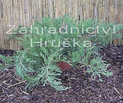 jalovec - Juniperus sabina 'Tamariscifolia'
