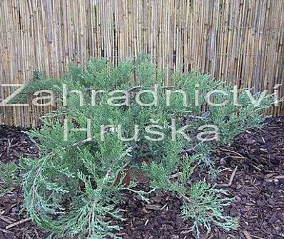 jalovec - Juniperus sabina 'Tamariscifolia'