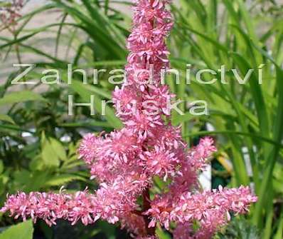 Astilbe Perkeo