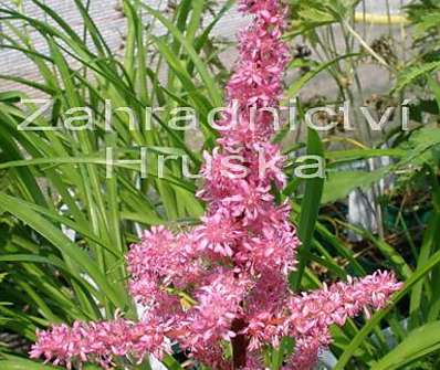 Astilbe Perkeo