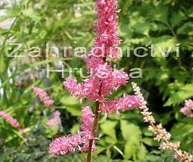 Astilbe Perkeo