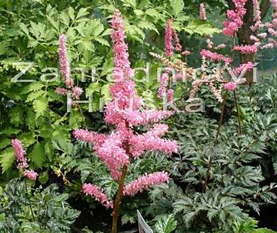 Astilbe Perkeo