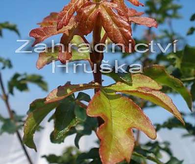 javor - Acer campestre 'Nanum'