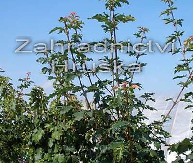 javor - Acer campestre 'Nanum'