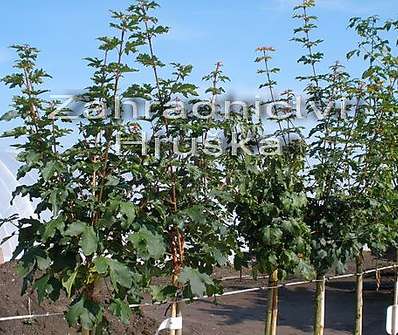 javor - Acer campestre 'Nanum'