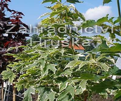 javor - Acer platanoides 'Drumondii'