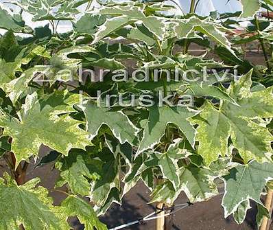 javor - Acer platanoides 'Drumondii'