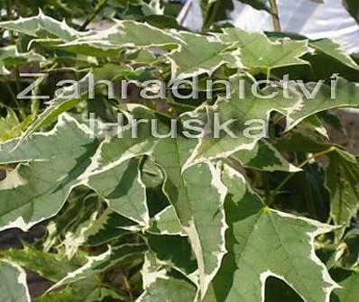 javor - Acer platanoides 'Drumondii'