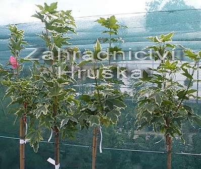 javor - Acer platanoides 'Drumondii'