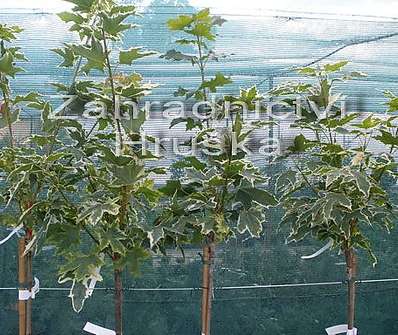 javor - Acer platanoides 'Drumondii'