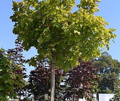 javor - Acer platanoides 'Globosum'.