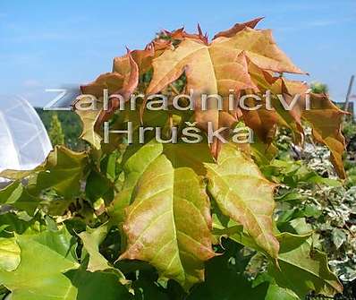 javor - Acer platanoides 'Golden Globe'.