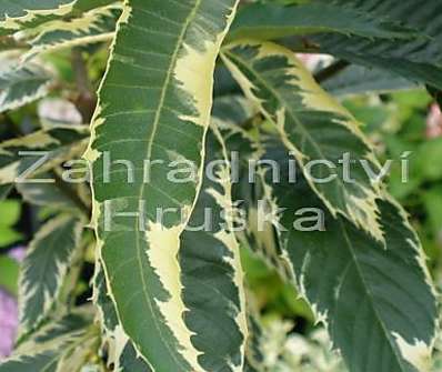 kaštanovník - Castanea sativa 'Variegata'..